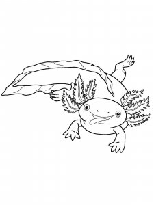 Axolotl coloring page - picture 8
