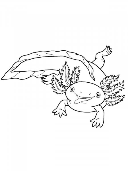 Axolotl coloring pages