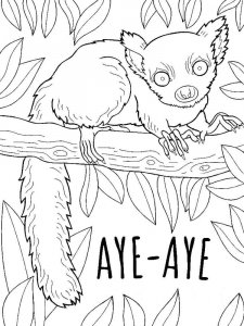 Aye-Aye coloring page - picture 2
