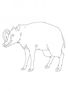 Babirusa coloring page - picture 1