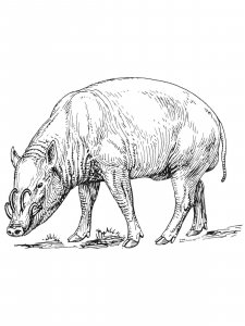 Babirusa coloring page - picture 2