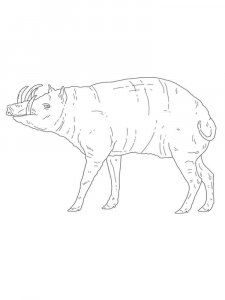 Babirusa coloring page - picture 5