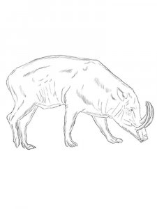 Babirusa coloring page - picture 8