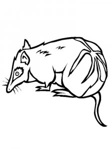Bandicoot coloring page - picture 1