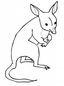 Bandicoot coloring page - picture 2