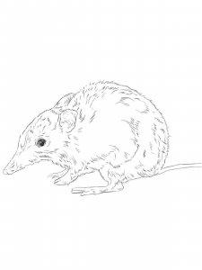 Bandicoot coloring page - picture 5