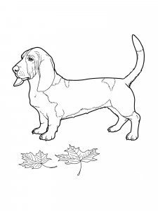 Basset Hound coloring page - picture 12
