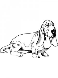 Basset Hound coloring page - picture 15