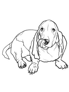 Basset Hound coloring page - picture 17