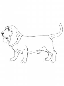 Basset Hound coloring page - picture 2