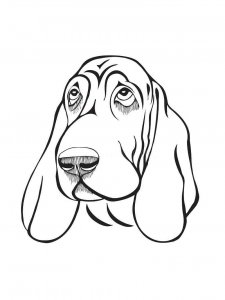 Basset Hound coloring page - picture 22