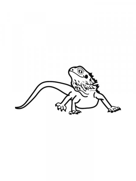 Bearded Dragon coloring pages