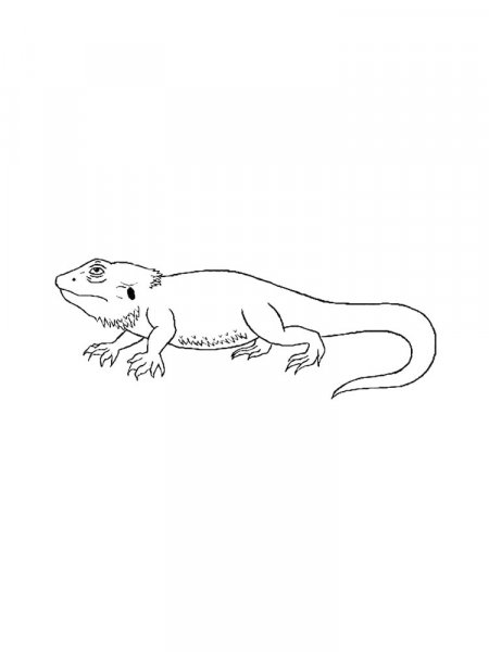 Bearded Dragon coloring pages