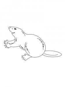 Beaver coloring page - picture 37