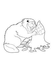 Beaver coloring page - picture 44