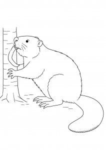 Beaver Chewing a Tree Coloring Page