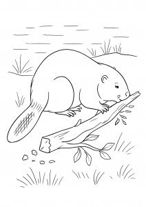 Beaver Chewing a Branch Near Water Coloring Page