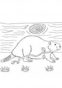 Beaver Walking with a Leafy Branch in Its Mouth Coloring Page