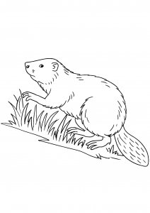 Beaver with a Textured Tail Coloring Page