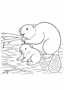 Baby Beaver Next to a Parent Coloring Page
