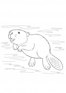 Beaver Swimming in Water Coloring Page