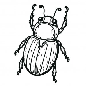 Beetle coloring page - picture 5
