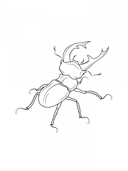 Beetle coloring pages