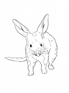 Bilby coloring page - picture 11