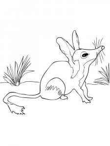 Bilby coloring page - picture 2