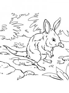Bilby coloring page - picture 3