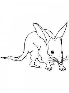 Bilby coloring page - picture 6