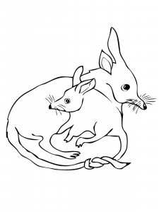 Bilby coloring page - picture 7