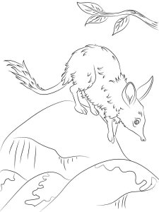 Bilby coloring page - picture 9