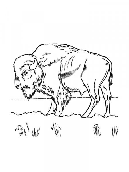 Bison coloring pages