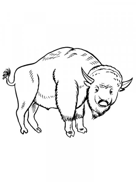 Bison coloring pages