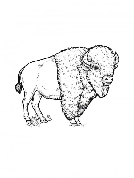 Bison Coloring Pages