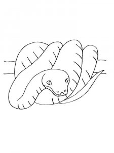 Boa snake coloring page - picture 1