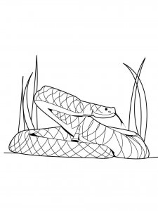 Boa snake coloring page - picture 14