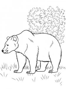 Brown Bear coloring page - picture 1