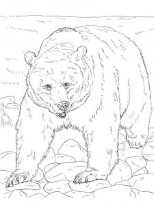 Brown Bear coloring page - picture 14