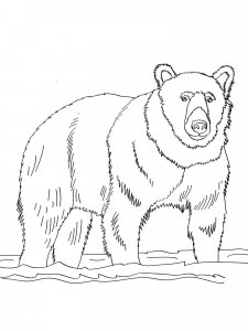 Brown Bear coloring page - picture 2
