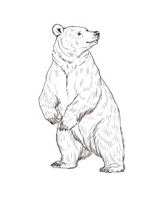 Brown Bear Standing on Hind Legs Coloring Page