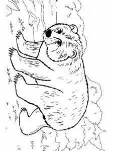 Brown Bear coloring page - picture 3