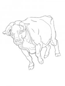 Bull coloring page - picture 14