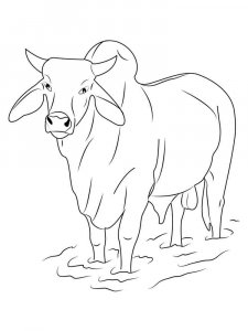 Bull coloring page - picture 30