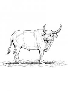 Bull coloring page - picture 8