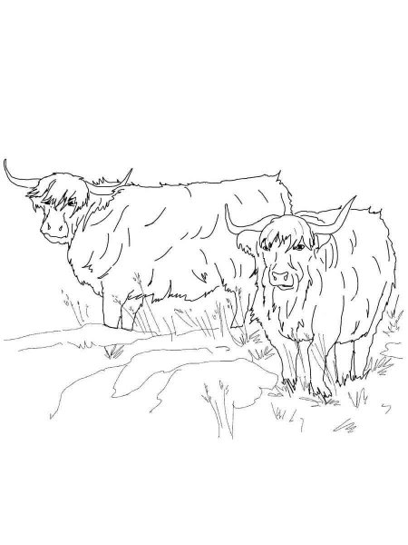 Bull coloring pages