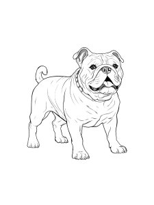 Realistic English Bulldog Coloring Page