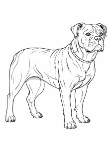 Realistic American Bulldog Coloring Page