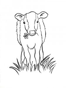 Calf coloring page - picture 10